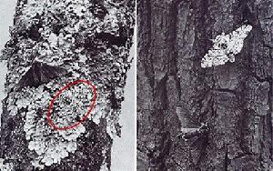 （圖）群體遺傳學