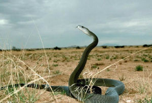 黑曼巴蛇 黑曼巴蛇