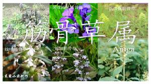 筋骨草屬 筋骨草屬