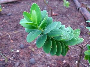 南嶺蕘花 南嶺蕘花