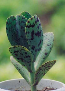 花葉川蓮 花葉川蓮