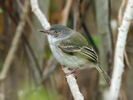 斑臀啞霸鶲 斑臀啞霸鶲