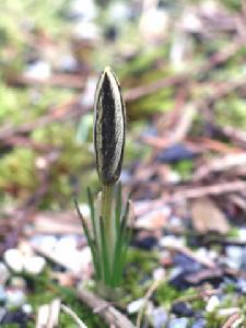 （圖）白番紅花