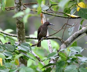 所島盜蜜鳥 所島盜蜜鳥