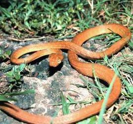 褐林蛇 褐林蛇