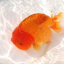 金魚白點病 金魚白點病