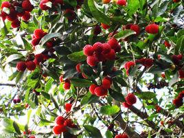 大樹楊梅 大樹楊梅