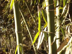 鄧州市桑莊鎮魯大寨 鄧州市桑莊鎮魯大寨