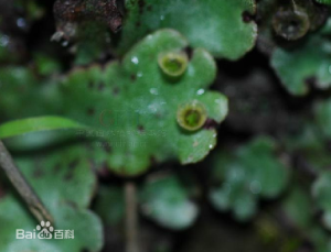 東亞地錢 東亞地錢