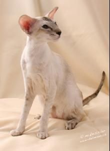 巴厘島貓 巴厘島貓