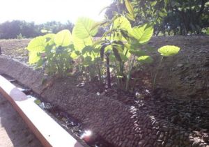 清遠清羨園 清遠清羨園