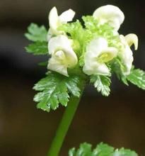 扇苞福氏馬先蒿 扇苞福氏馬先蒿