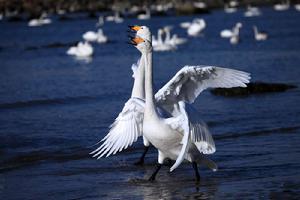 依安大鵝 依安大鵝