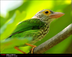 綠擬啄木鳥