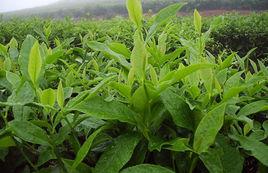 乳山綠茶 乳山綠茶