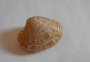 中華長文蛤 中華長文蛤