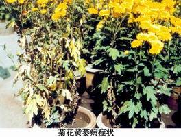 菊花黃萎病 菊花黃萎病