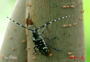 微小天牛 微小天牛