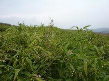 保田鎮薏仁米基地