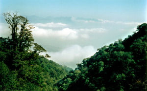 大圍山自然保護區 大圍山自然保護區