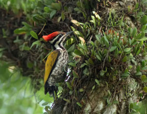 金背啄木鳥 金背啄木鳥