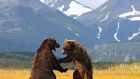美國兩頭棕熊打鬥15分鐘 場面罕見驚險壯觀