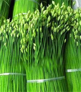 韭苔 韭苔
