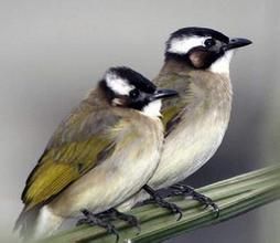 賴比瑞亞旋木鵯 賴比瑞亞旋木鵯