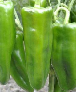 湘研美玉 湘研美玉