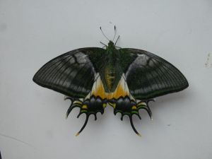 金斑喙鳳蝶