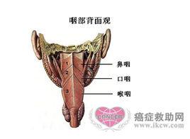 下咽[解剖學結構]