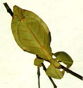 假球接子屬 假球接子屬