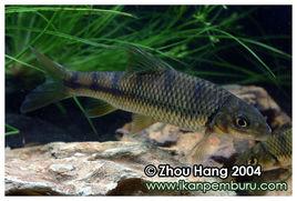 半刺光唇魚 半刺光唇魚