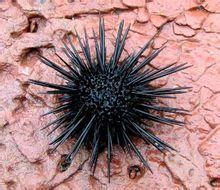 硬囊海膽 硬囊海膽