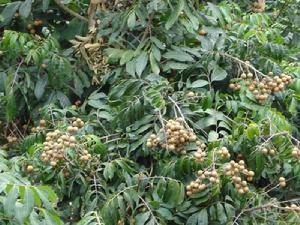 圍牆田自然村荔枝種植