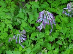 香花紫堇 香花紫堇