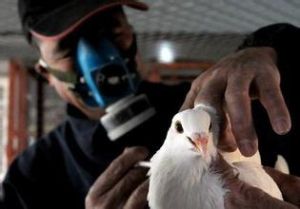 伊·佩平黑格 伊·佩平黑格