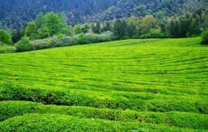 敬亭綠茶 敬亭綠茶