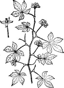 無毛崖爬藤 無毛崖爬藤