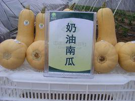 奶油南瓜 奶油南瓜