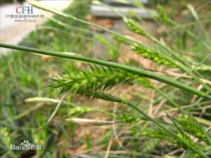 彎柄薹草(原亞種) 彎柄薹草(原亞種)