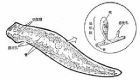 渦蟲的原腎管