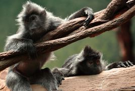 銀色烏葉猴 銀色烏葉猴