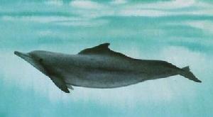 印太洋駝海豚 印太洋駝海豚