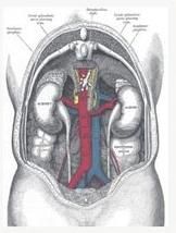腹部臟器與大血管的關係