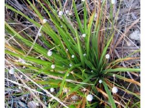 毛谷精草 毛谷精草