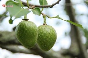 圓滑番荔枝 圓滑番荔枝