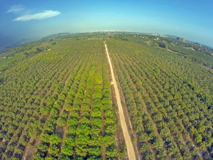 18度果園 18度果園