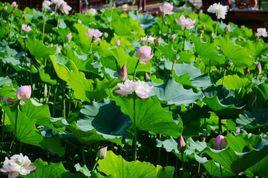 鰻鯉池荷花 鰻鯉池荷花