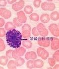 嗜鹼性粒細胞和肥大細胞 嗜鹼性粒細胞和肥大細胞